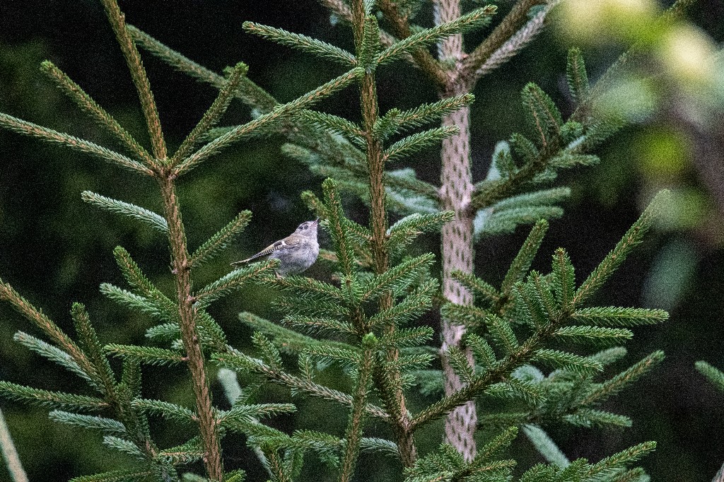 Goldcrest