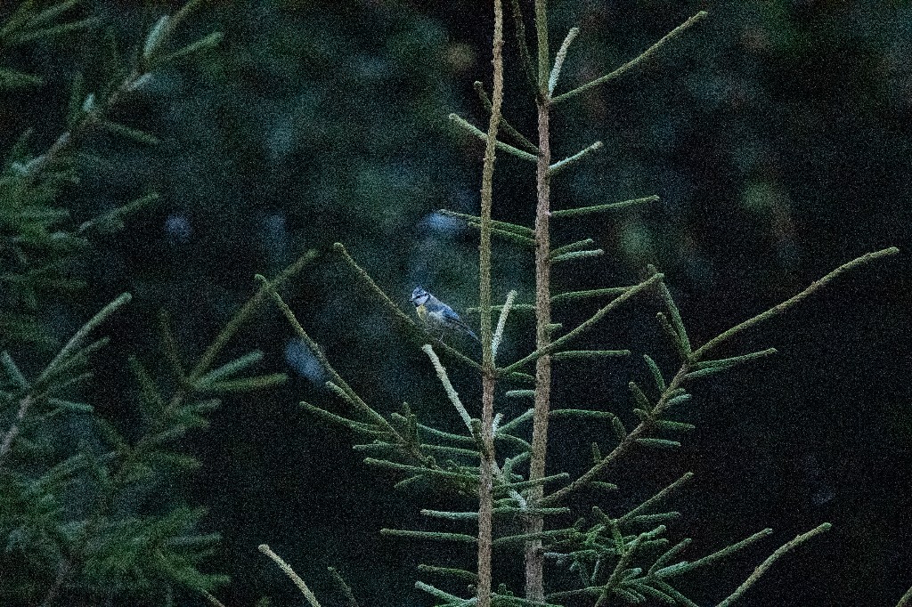 Eurasian Blue Tit