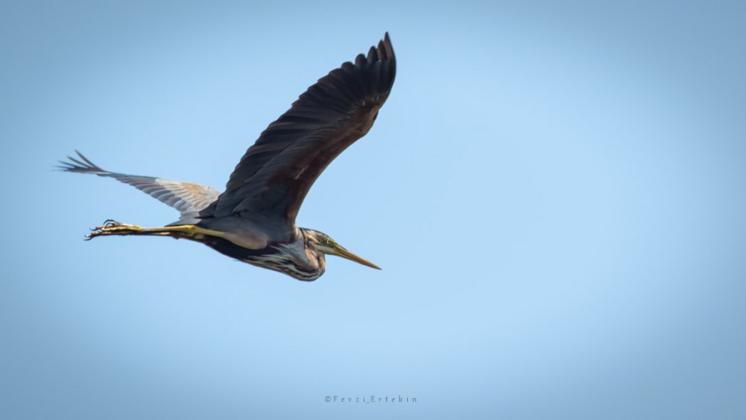 Purple Heron
