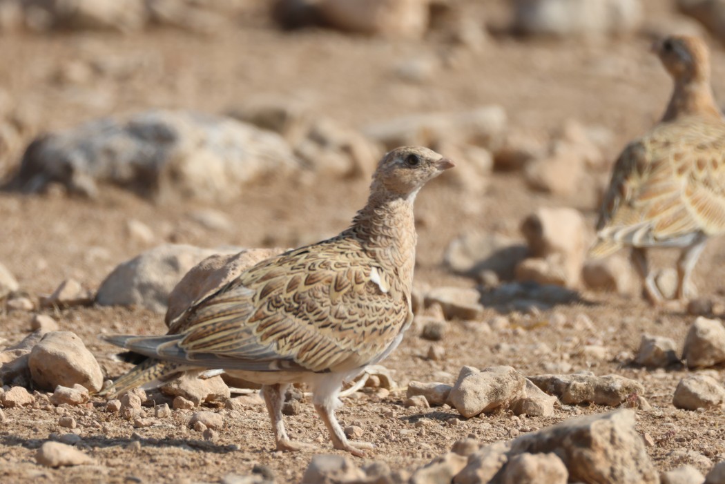 Pin-tailed Sandgrouse