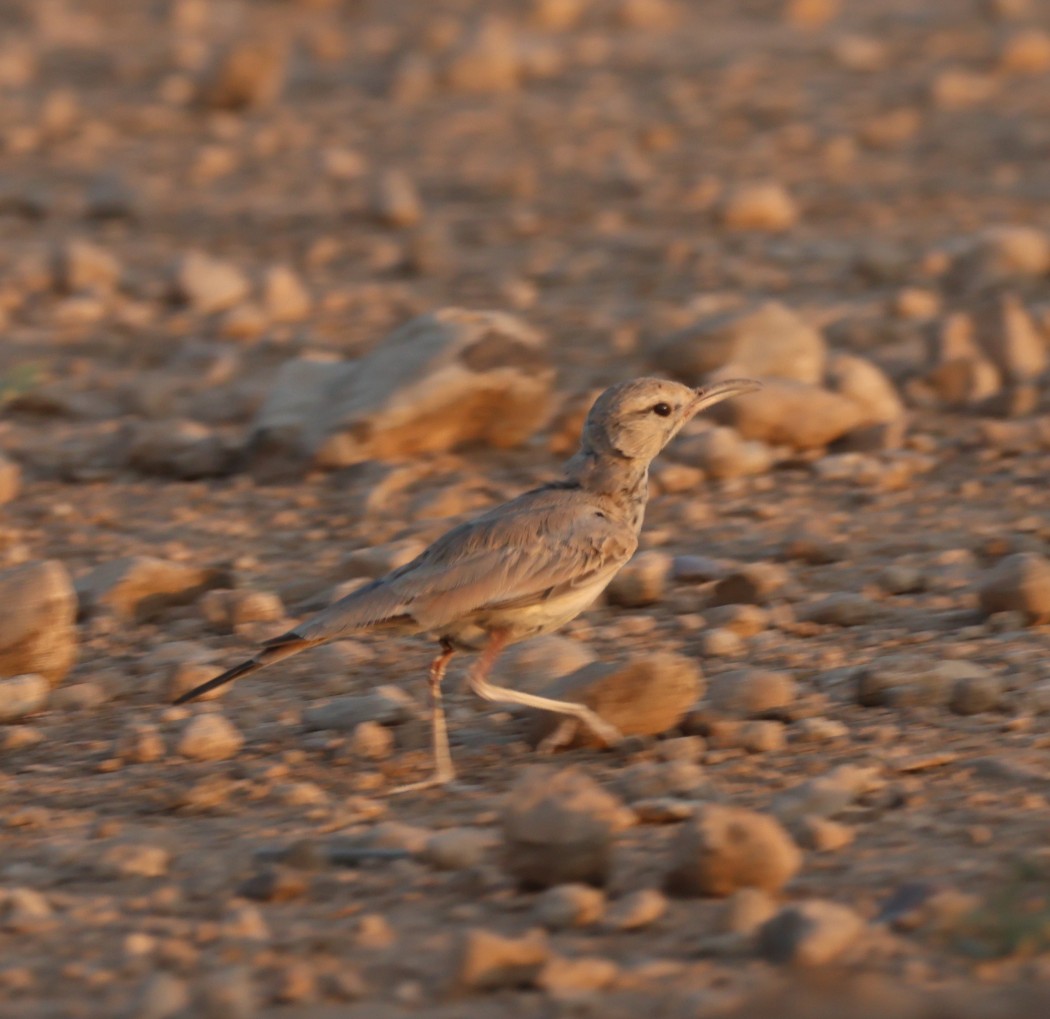 Greater Hoopoe-Lark
