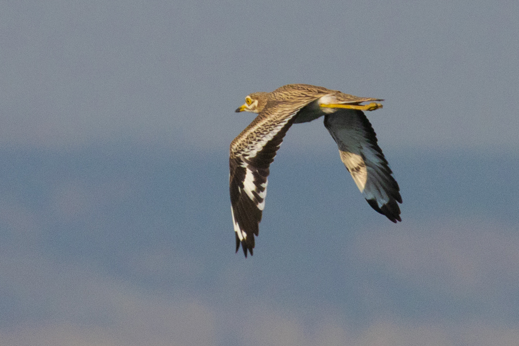 Eurasian Stone-curlew