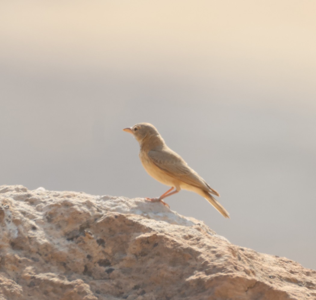 Desert Lark