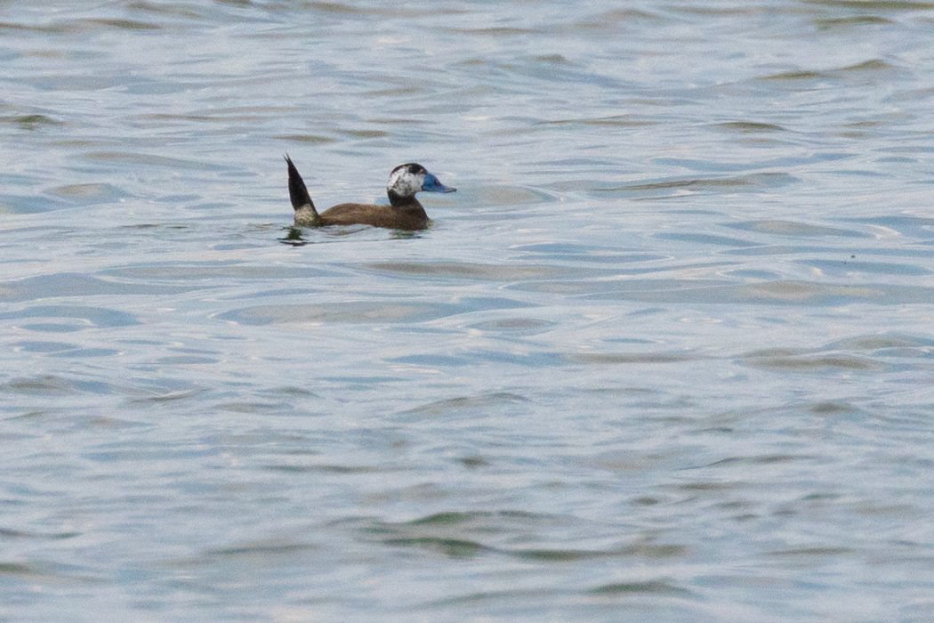 White-headed Duck