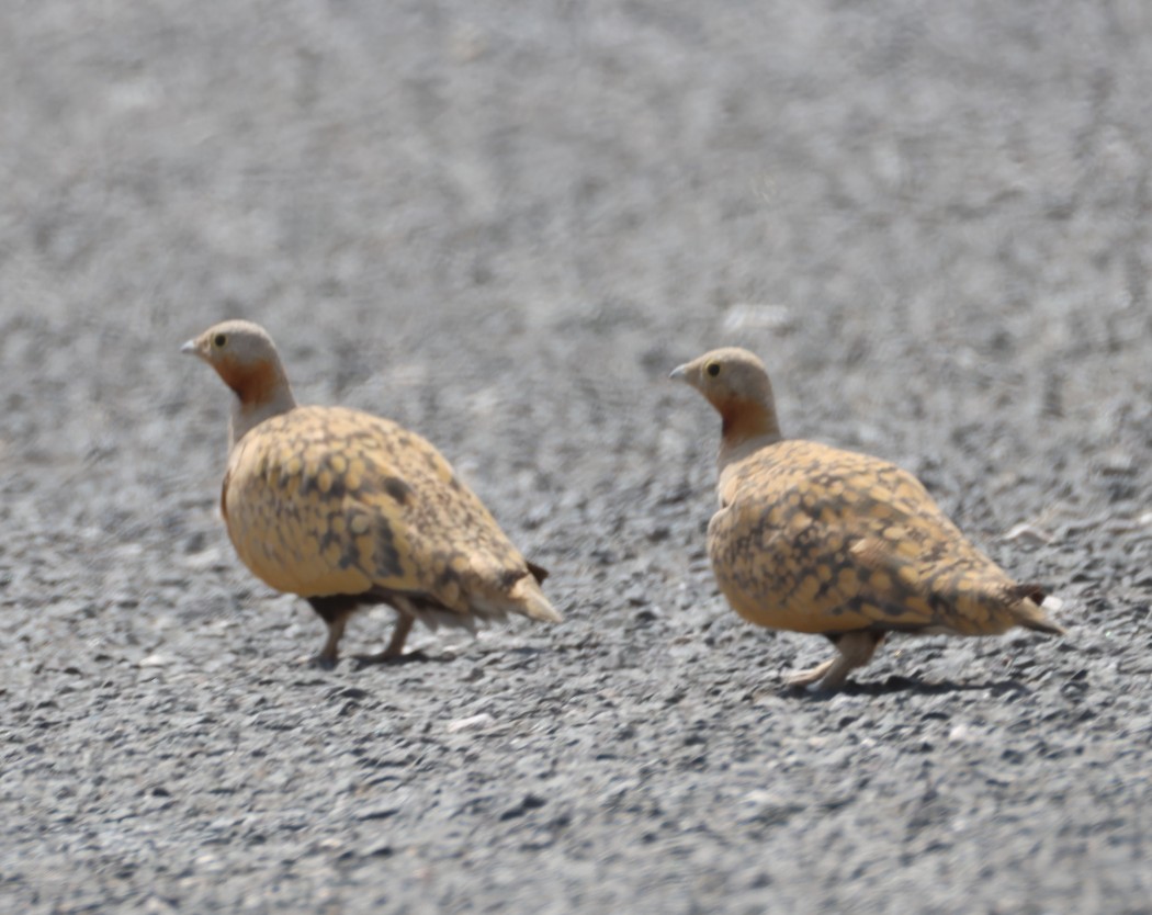 Black-bellied Sandgrouse