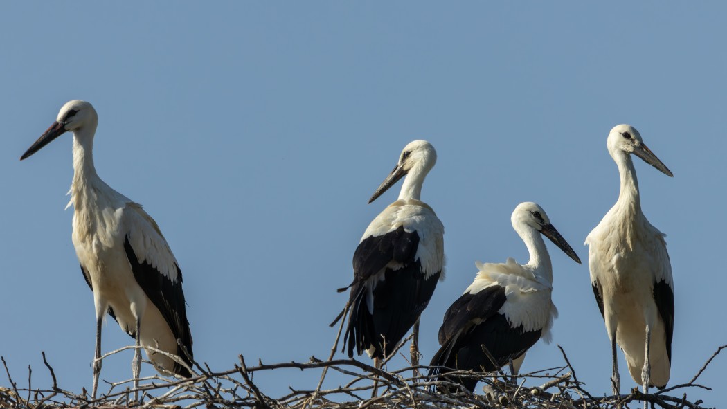 White Stork