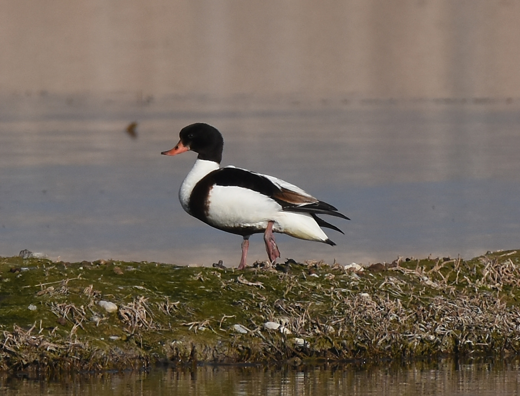 Common Shelduck