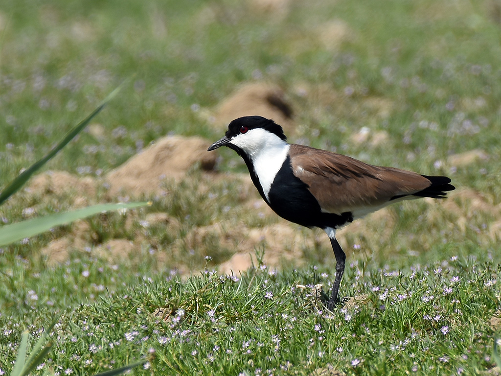 Spur-winged Lapwing