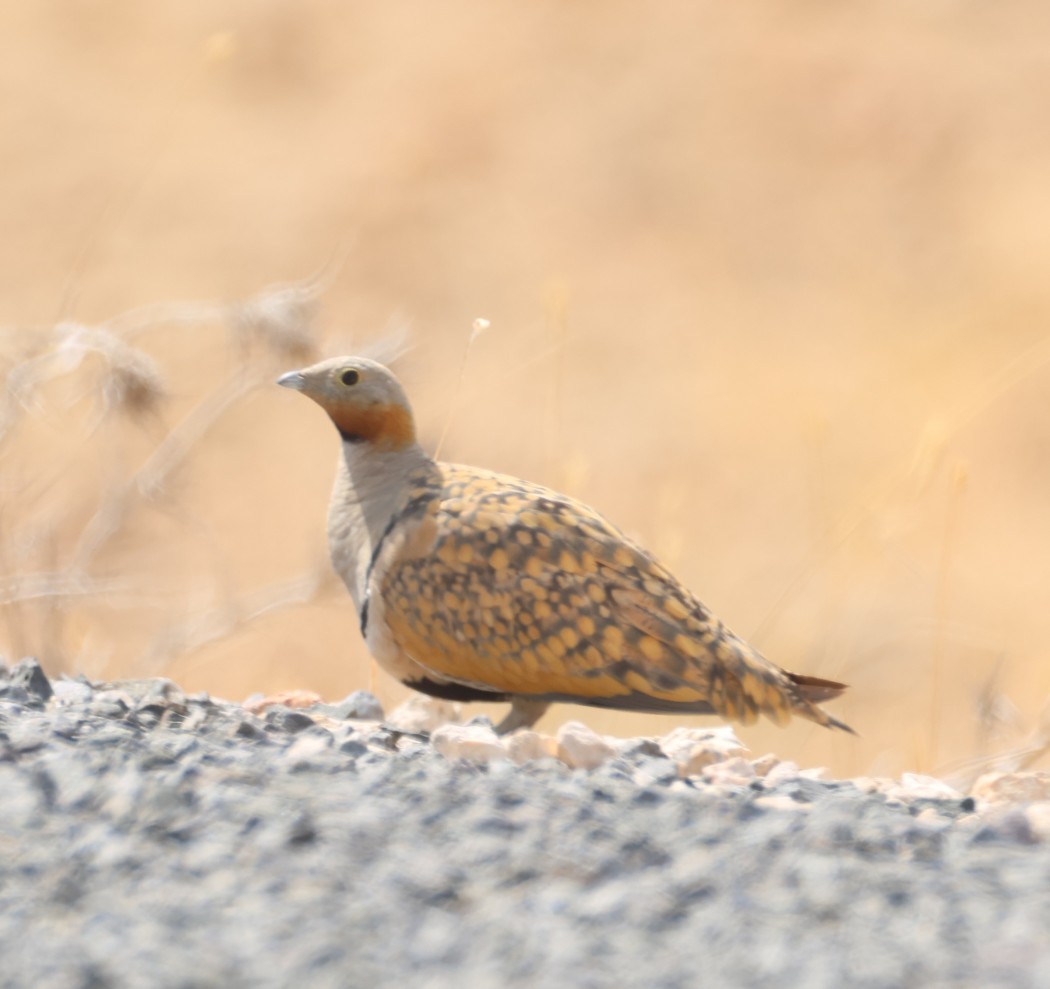 Black-bellied Sandgrouse