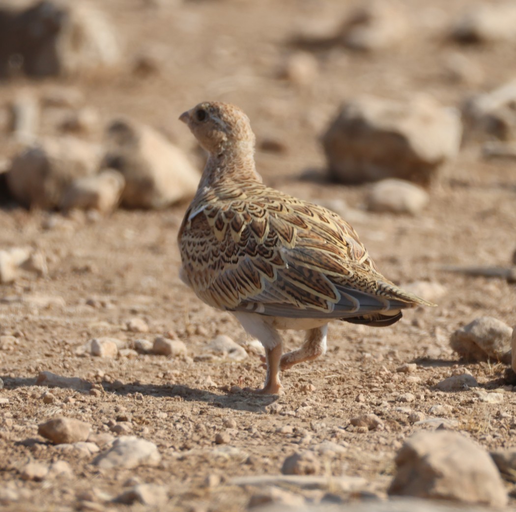 Pin-tailed Sandgrouse