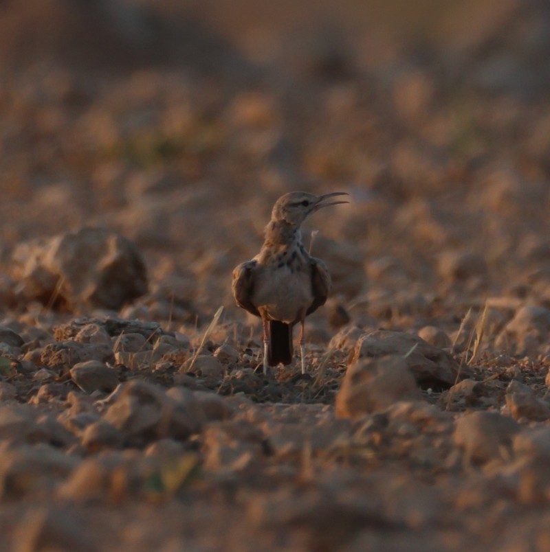 Greater Hoopoe-Lark