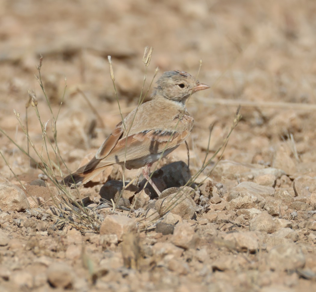 Bar-tailed Lark