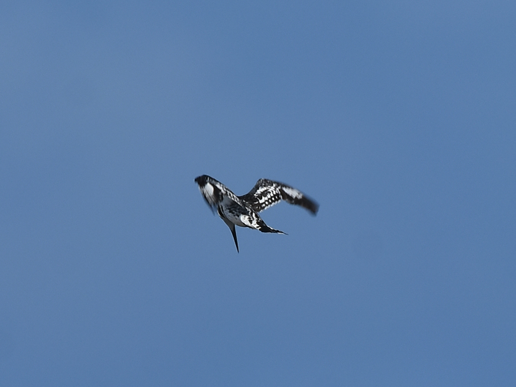 Pied Kingfisher