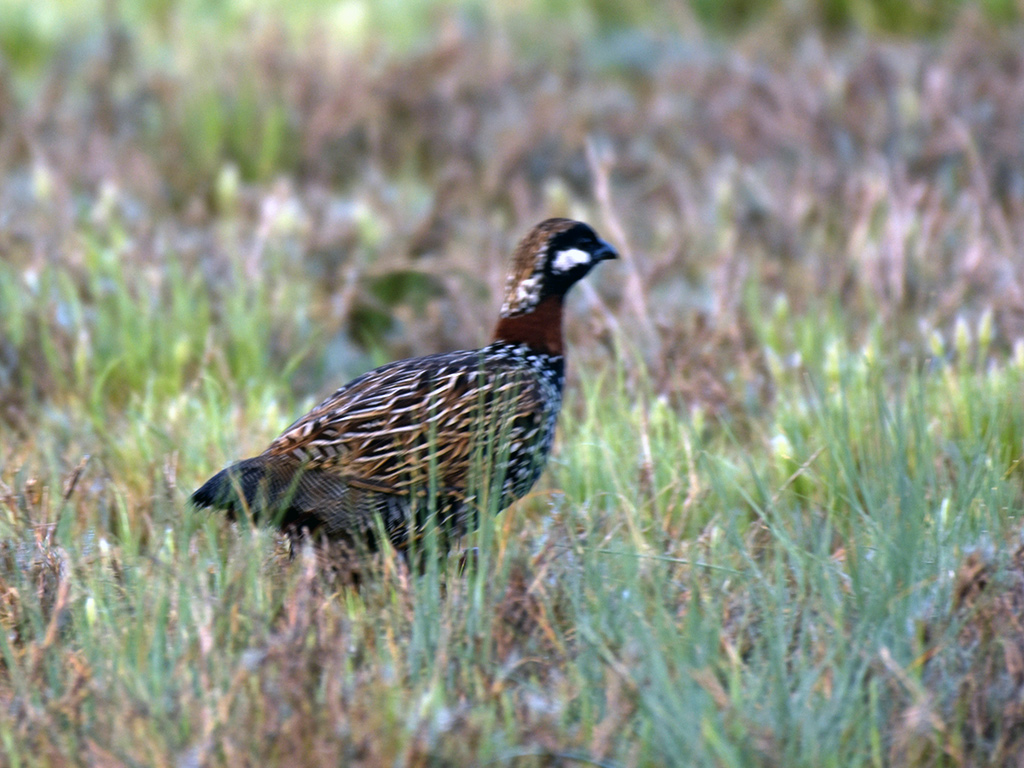 Black Francolin