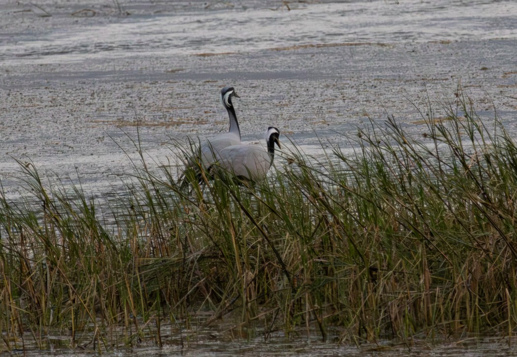 Demoiselle Crane
