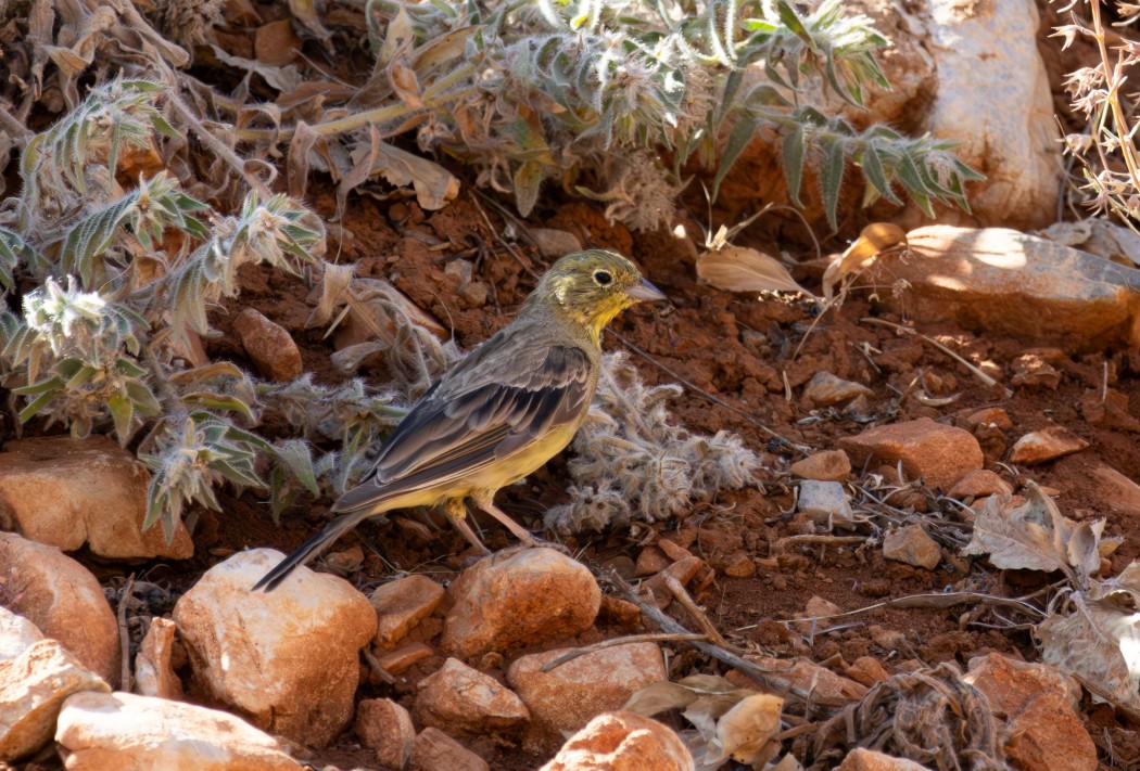 Cinereous Bunting