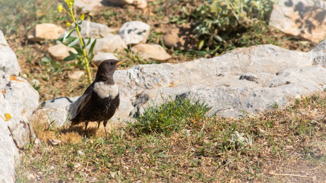 Ring Ouzel