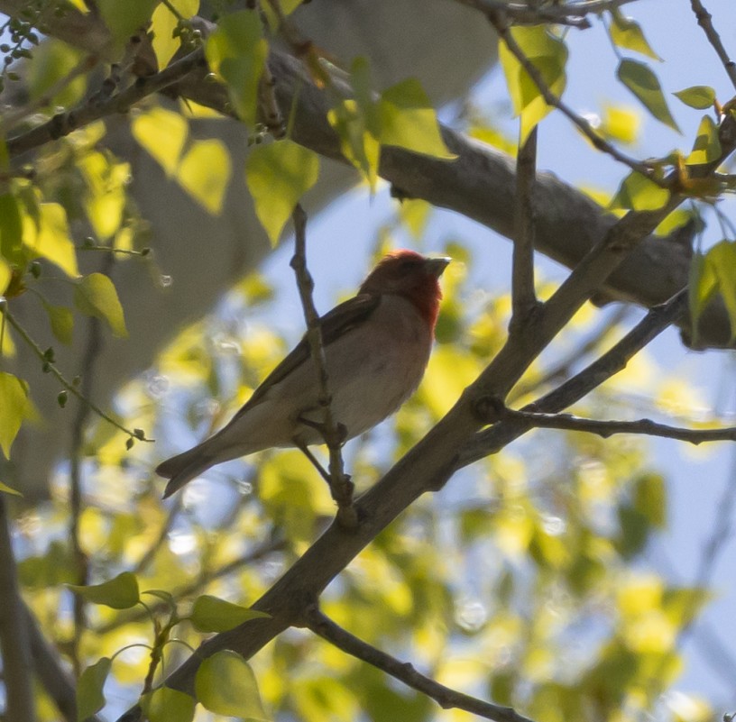 Common Rosefinch