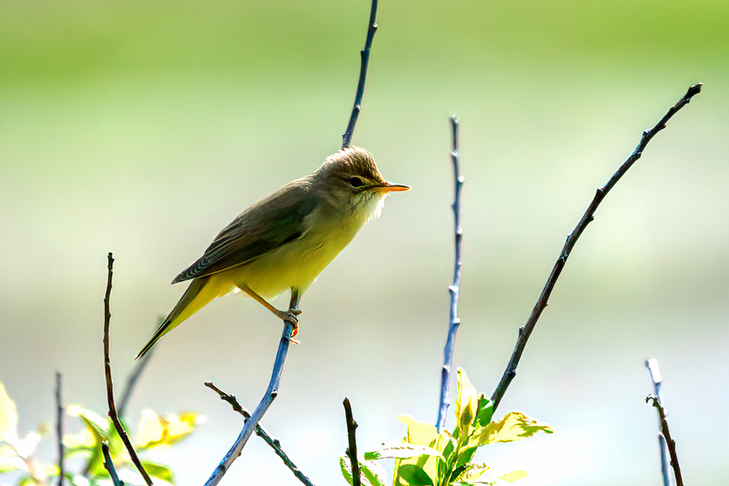 Icterine Warbler