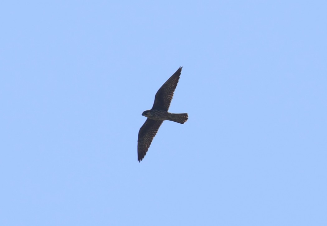 Eleonora`s Falcon