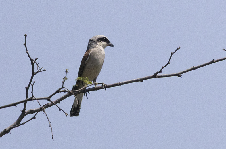 Red-backed Shrike