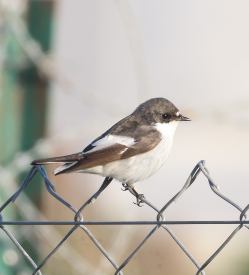 European Pied Flycatcher