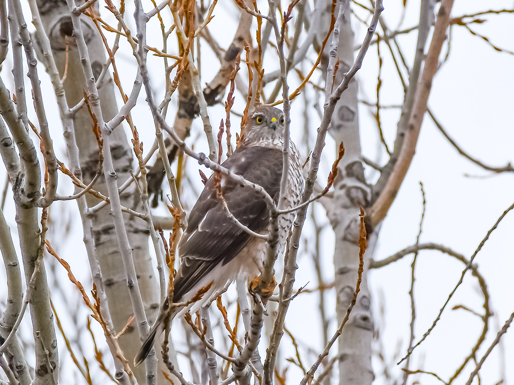 Eurasian Sparrowhawk