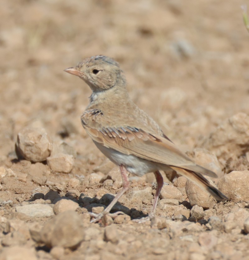Bar-tailed Lark