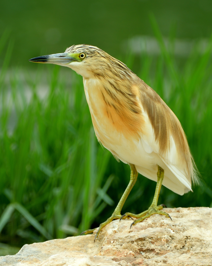 Squacco Heron
