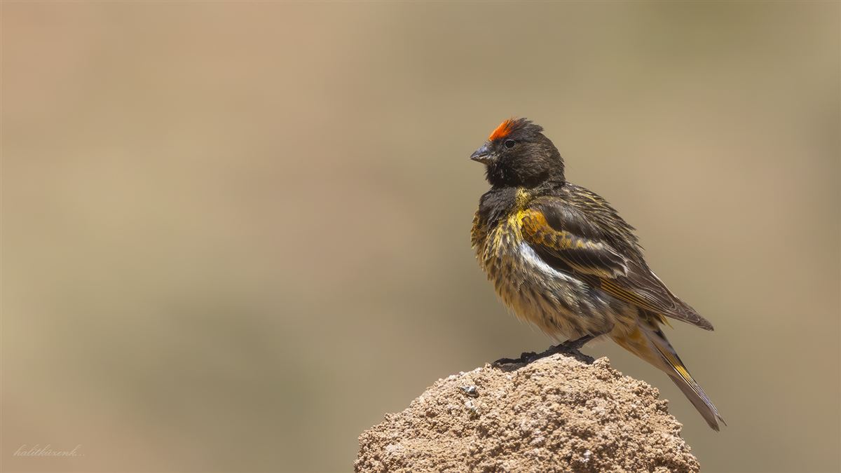 Red-fronted Serin