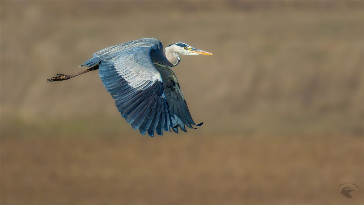 Grey Heron