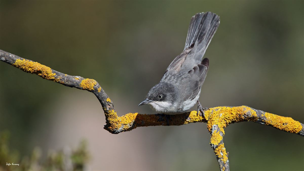 Eastern Orphean Warbler