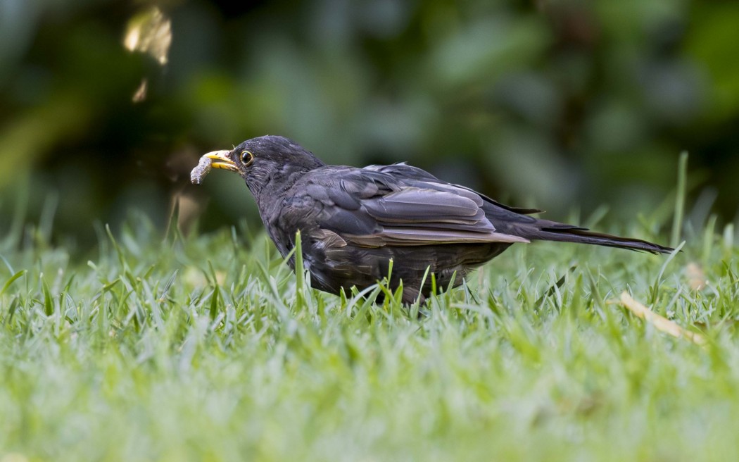 Common Blackbird
