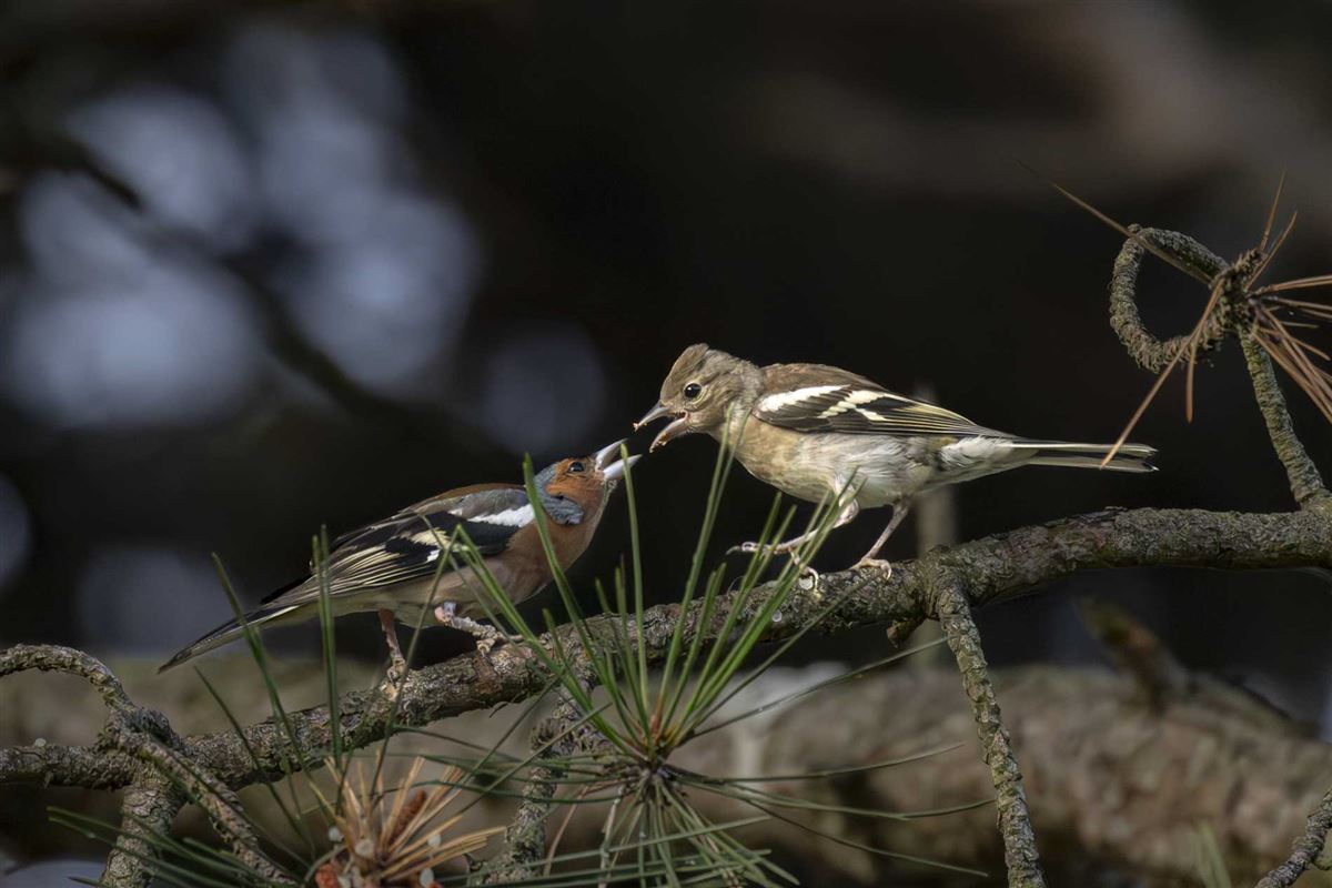 Eurasian Chaffinch