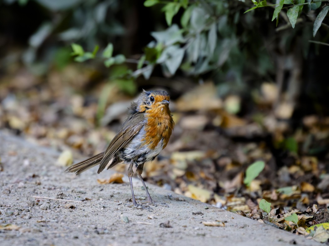 European Robin