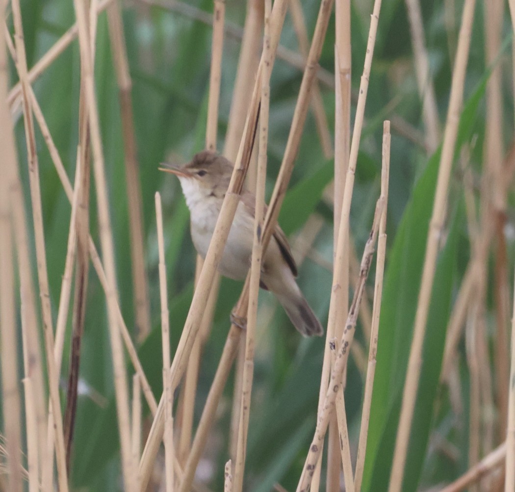 Common Reed Warbler