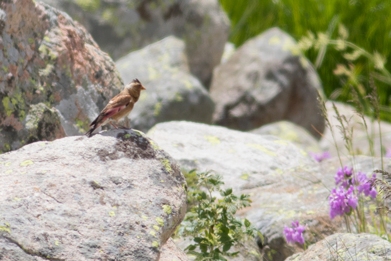 Crimson-winged Finch