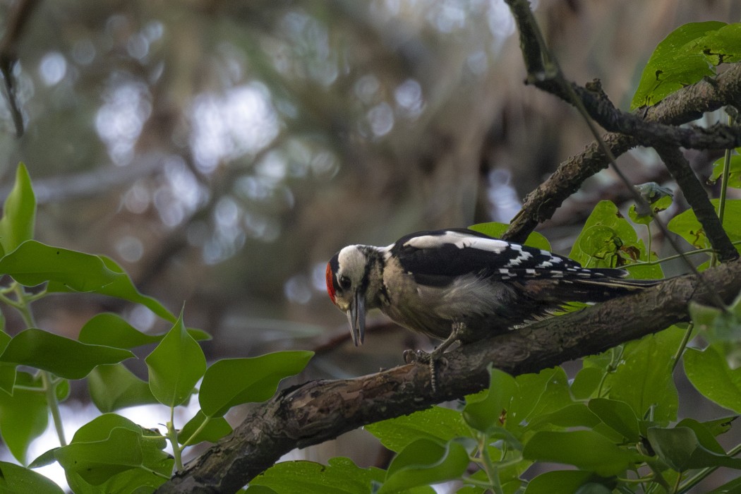 Syrian Woodpecker