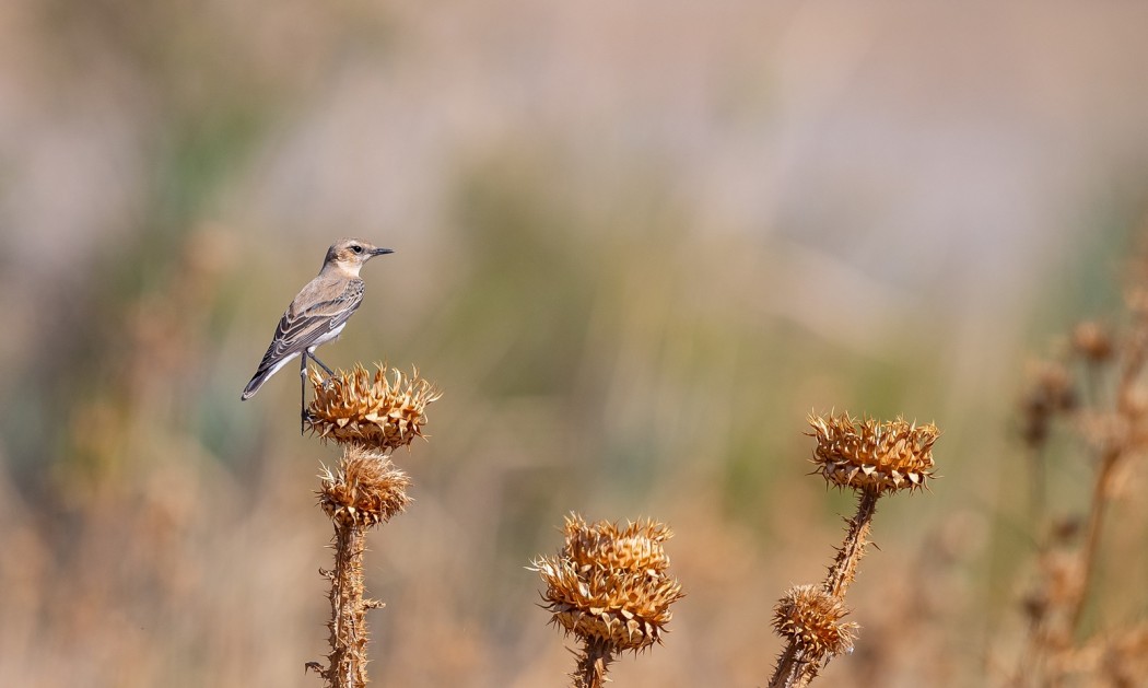 Northern Wheatear