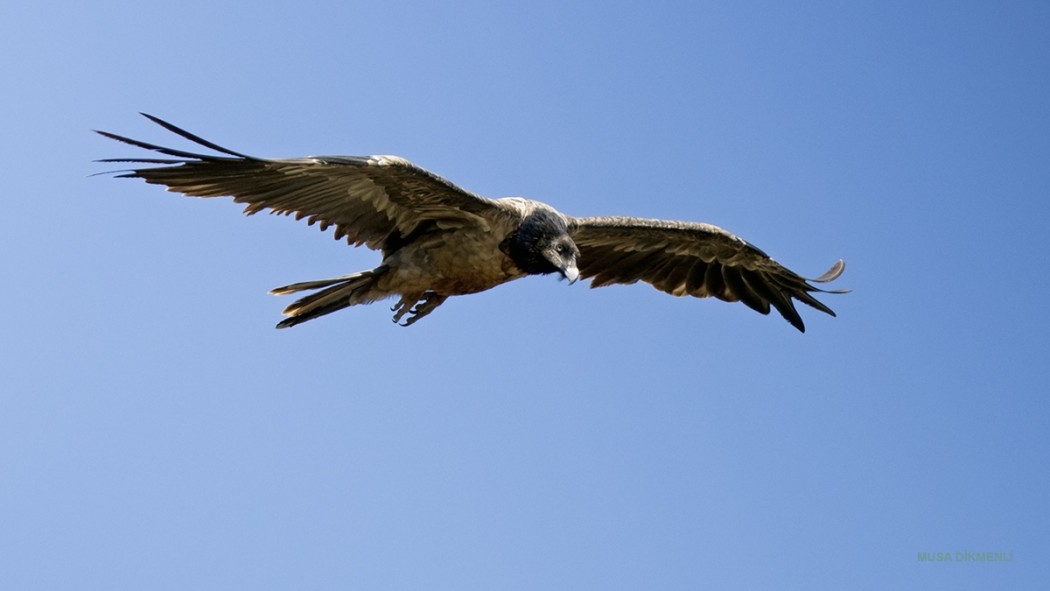 Bearded Vulture