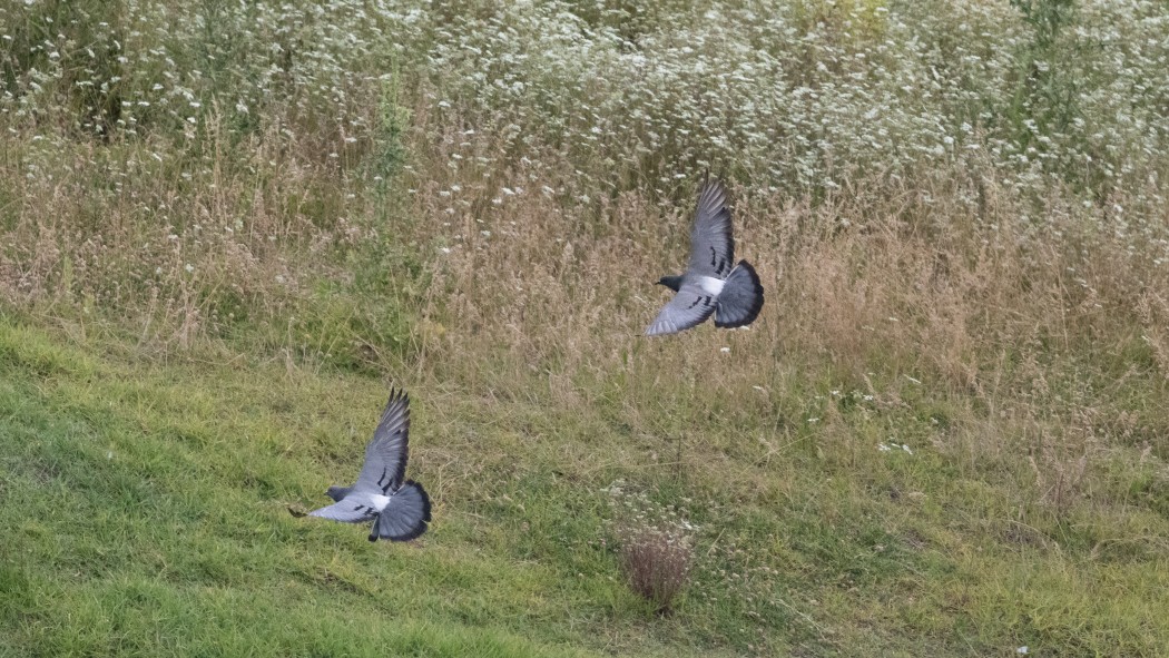 Rock Dove