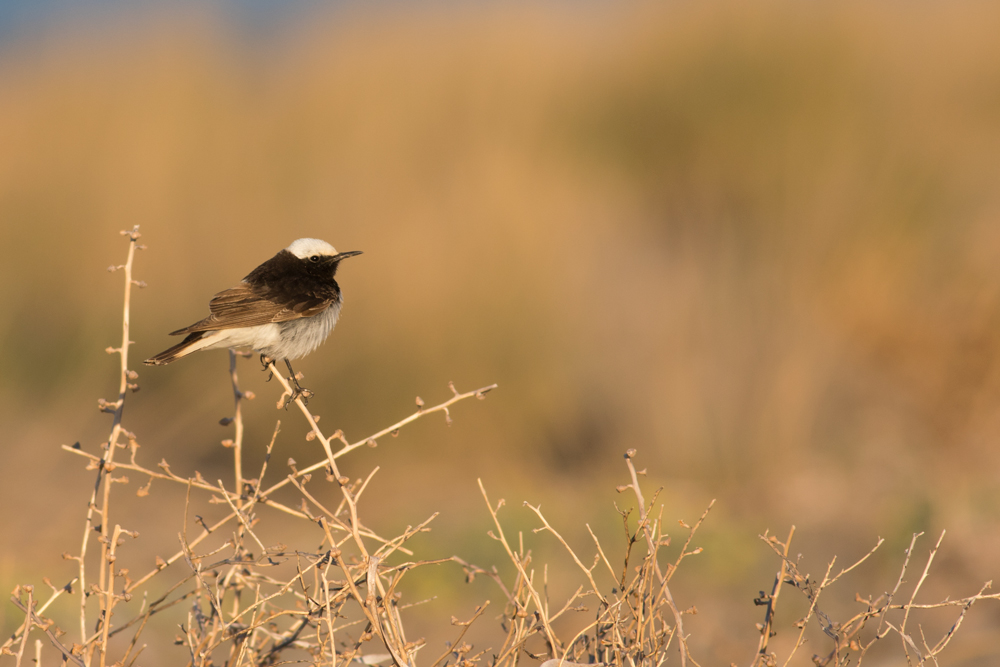 Hooded Wheatear