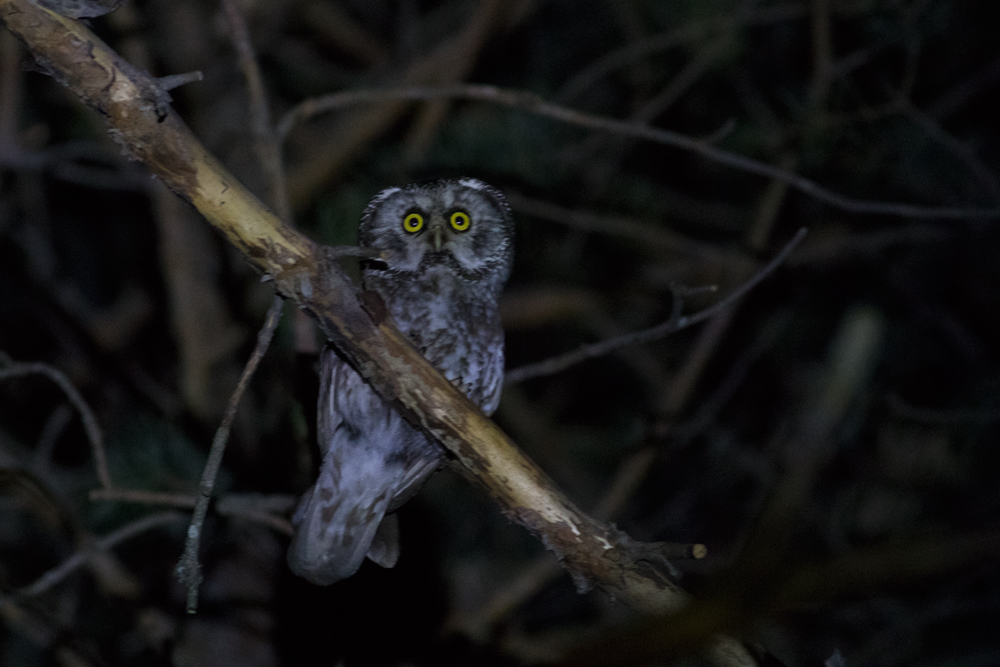 Boreal Owl