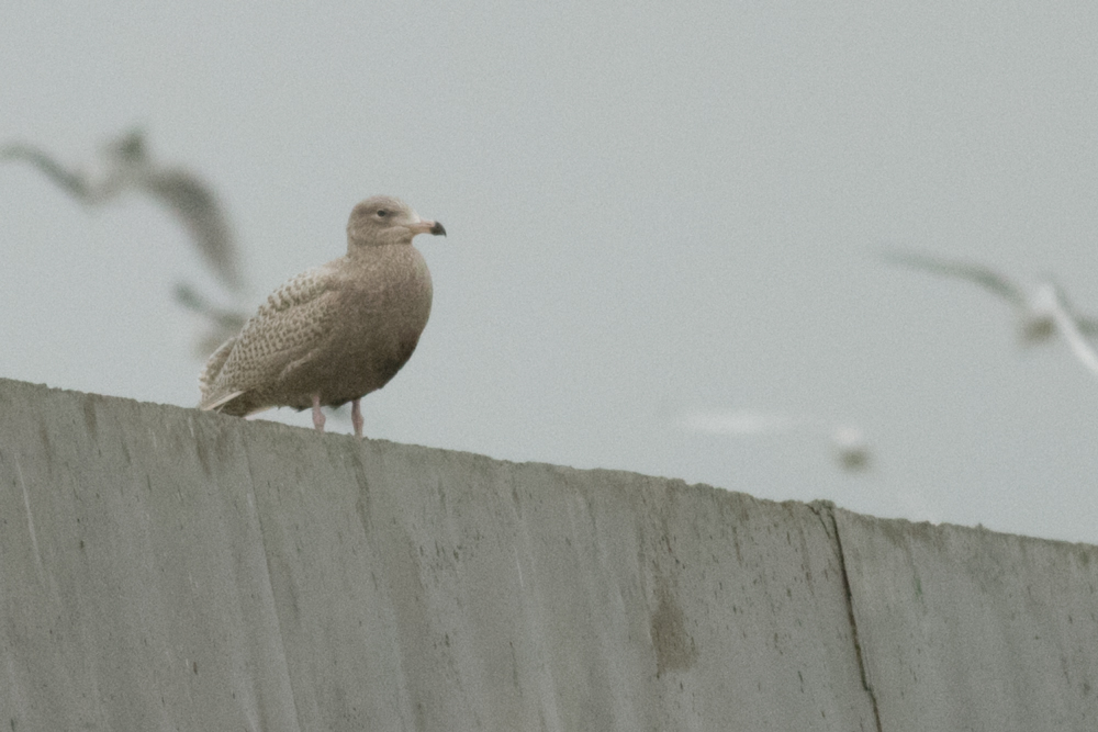 Glaucous Gull