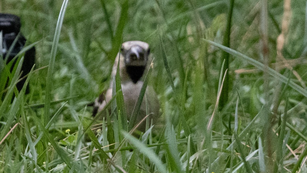 Hawfinch