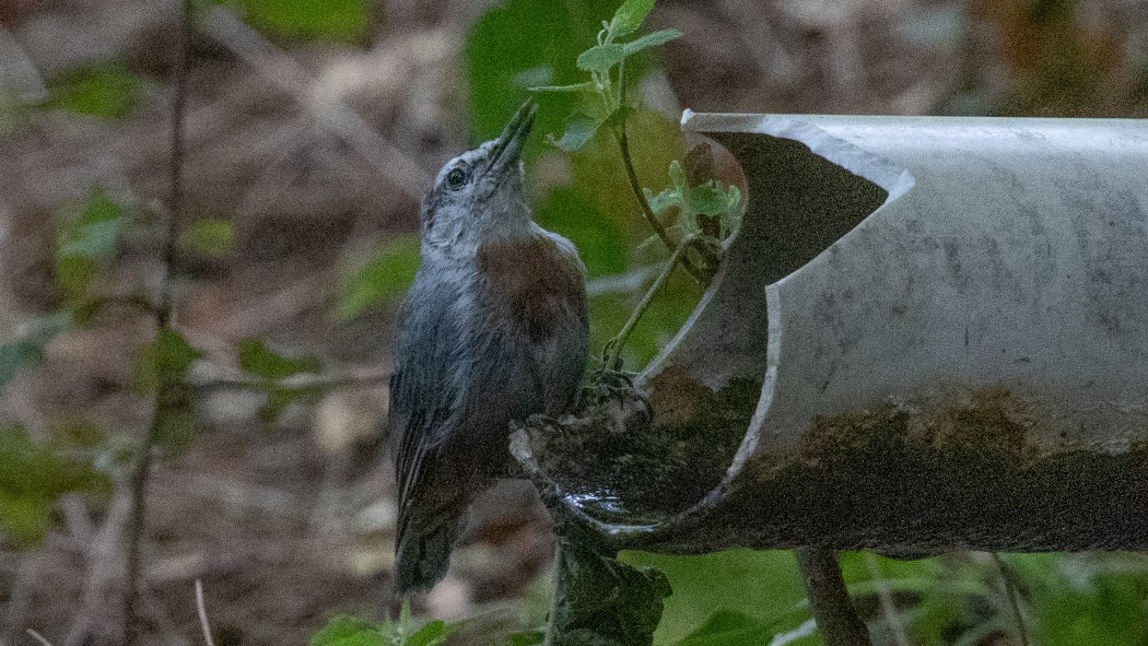 Krüper`s Nuthatch