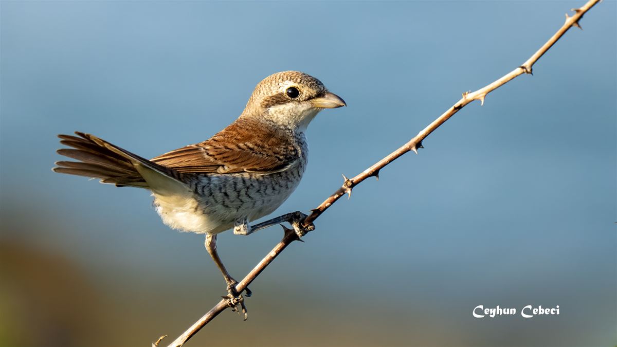 Red-backed Shrike