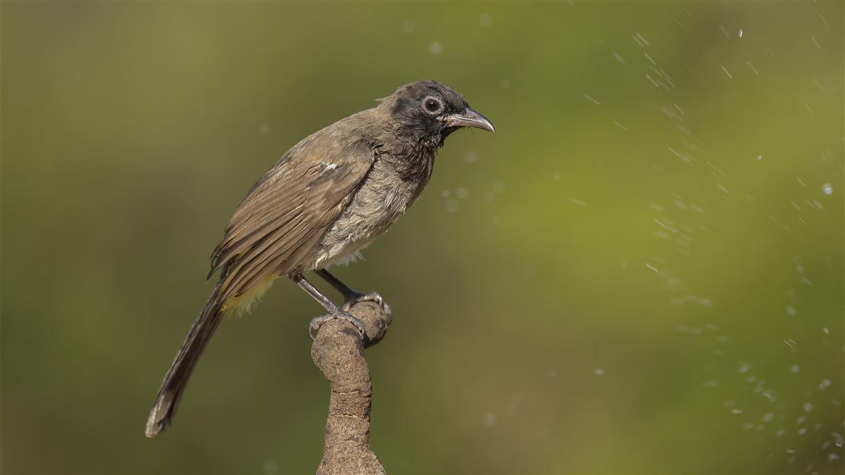 White-spectacled Bulbul
