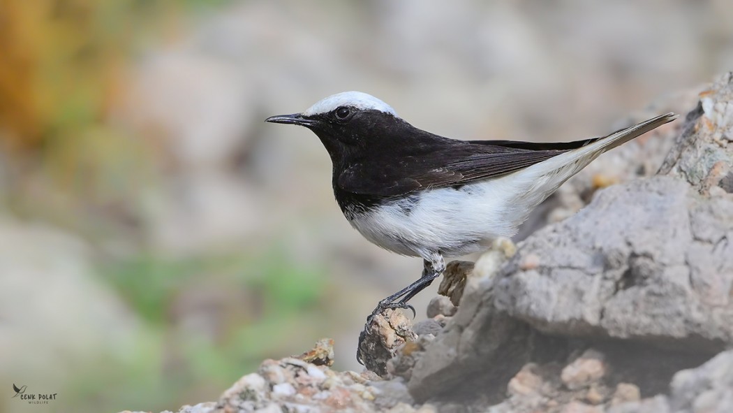 Hooded Wheatear