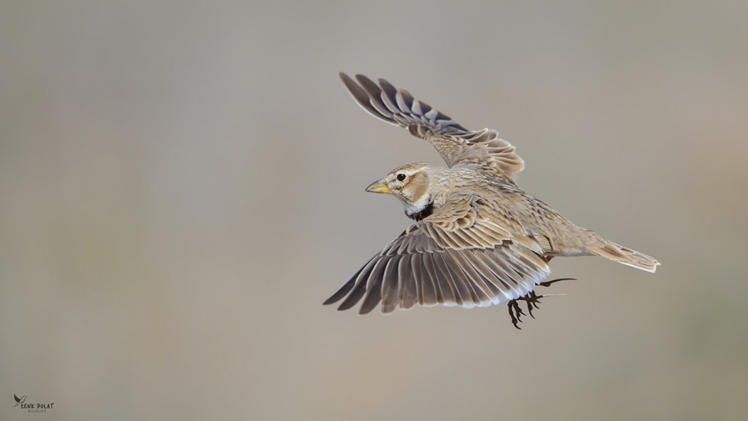 Calandra Lark